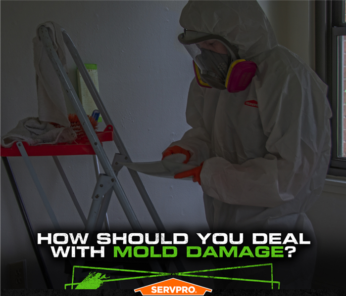 SERVPRO tech wearing protective covering while treating mold in a home with the caption:HOW SHOULD YOU DEAL WITH MOLD DAMAGE